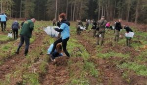 Grupa osób sadząca drzewka w lesie.