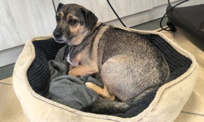 Pies bohaterem literackim – spotkanie autorskie z Martą Maj i psem Preclem