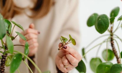 Plantcrossing w naszej bibliotece!
